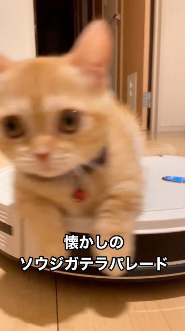 ロボット掃除機の動きに合わせて右へ回転する子猫