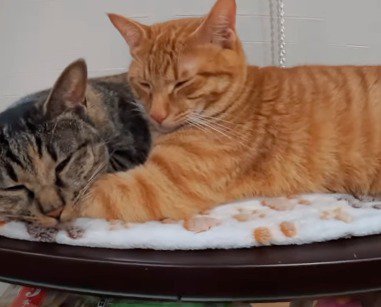 くっついて眠る茶トラ猫と麦わら猫