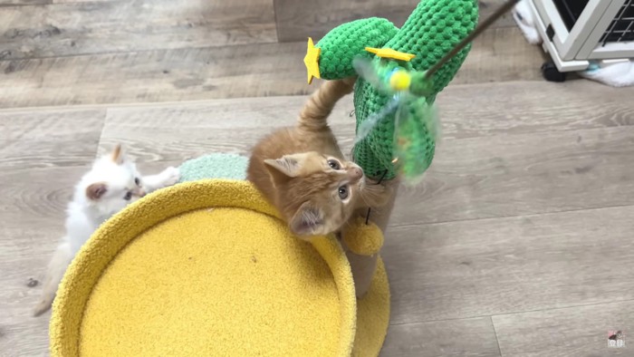 緑のタワーと2匹の猫