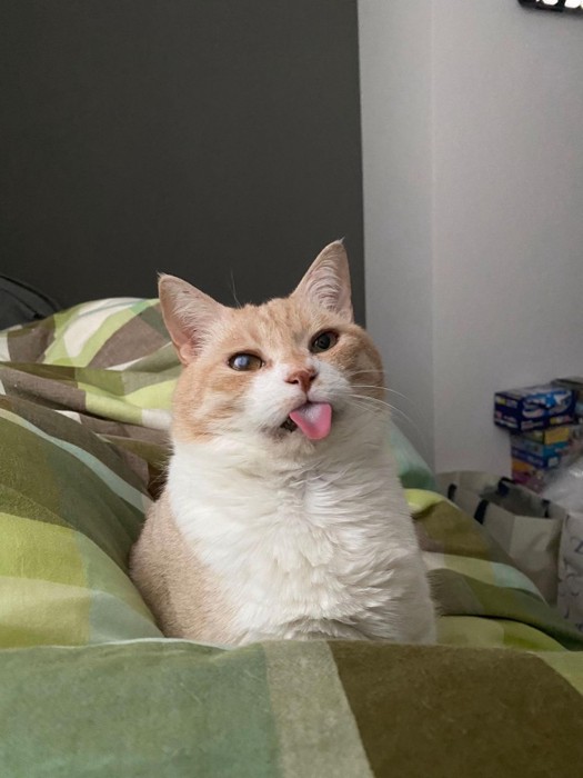 舌が出ている猫