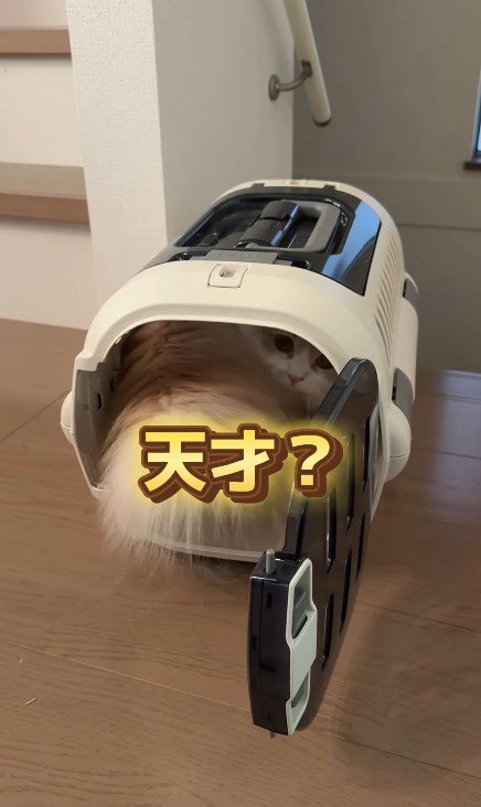 キャリーケースの中の猫