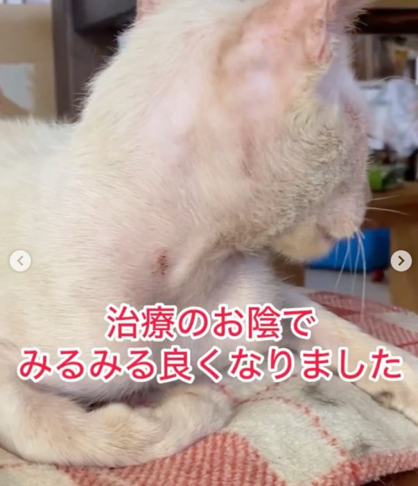 改善した子猫の横顔