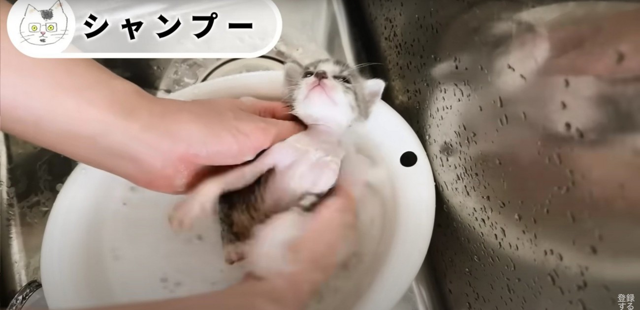 シャンプーされている子猫