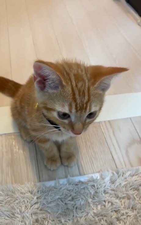 下を向いている茶トラの子猫