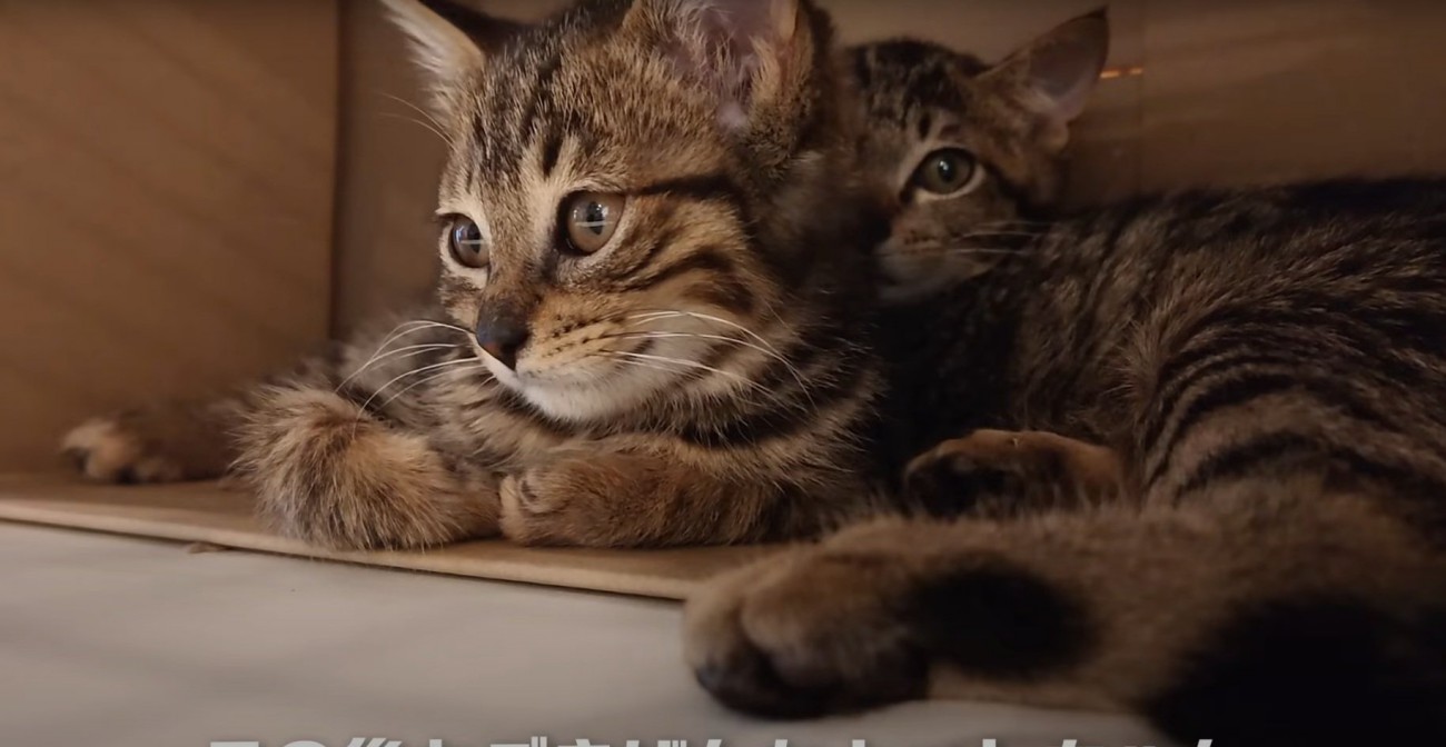 イカ耳になるビビちゃん