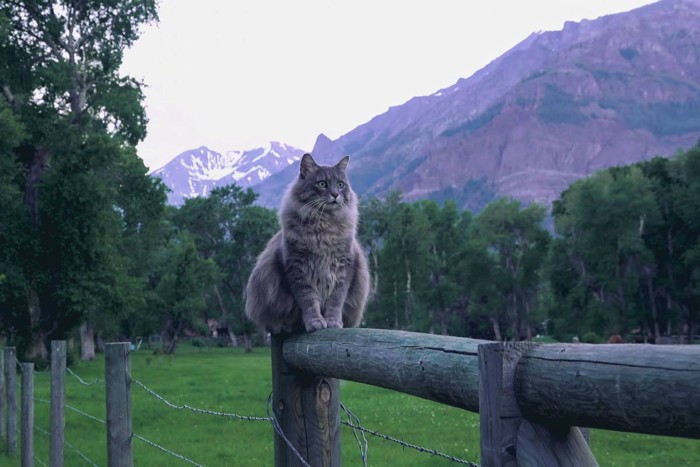 山をバックにたたずむメインクーン猫