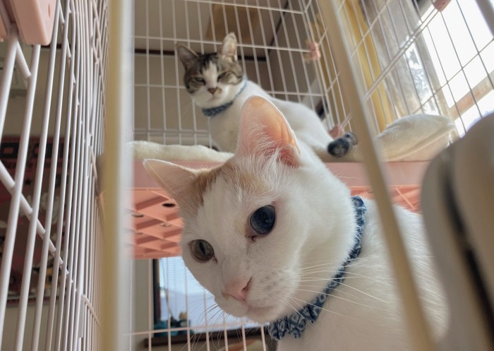 キャットケージに入る2匹の猫