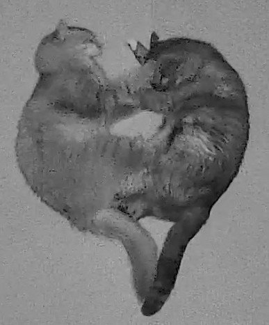 暗視カメラに映る猫二匹(ズーム)