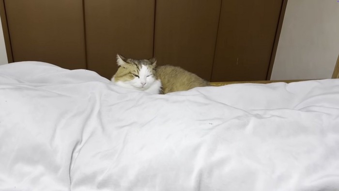 引きの秀吉くんの写真