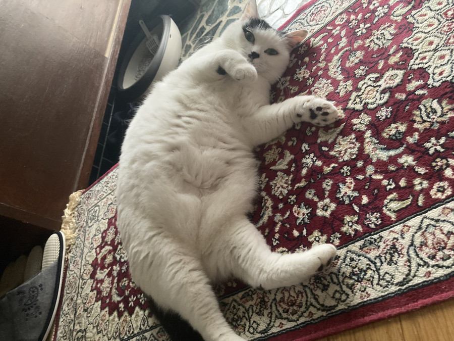 アザラシのような猫