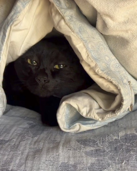 人の指をくわえる猫