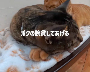 茶トラ猫にくっついて眠る麦わら猫