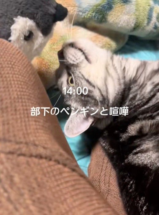 ペンギンぬいぐるみと遊ぶ猫