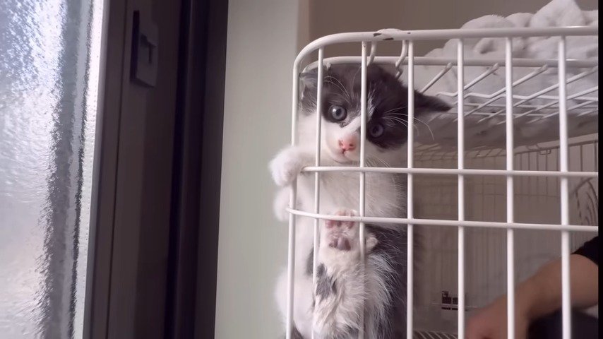 ケージに登り固まる子猫