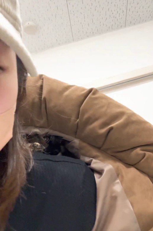 人の服の中に隠れている猫