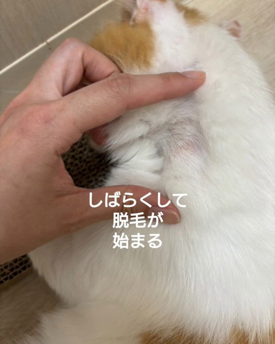 脱毛した猫