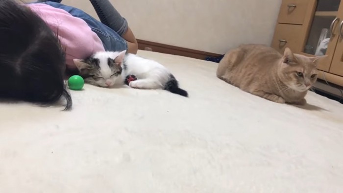 寝る子猫