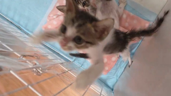 ジャンプする子猫