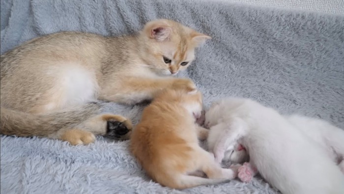 体を起こし子猫を撫でながら様子を見る猫