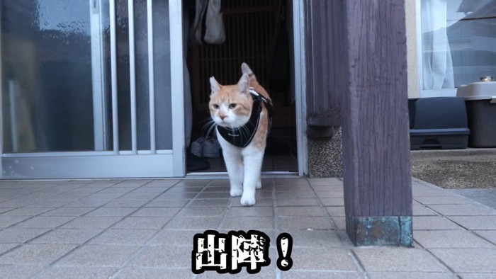 家の外に出る猫