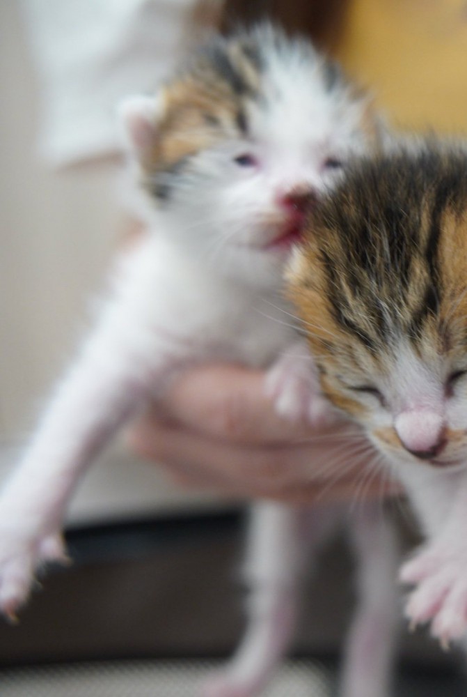 眠そうな赤ちゃん猫