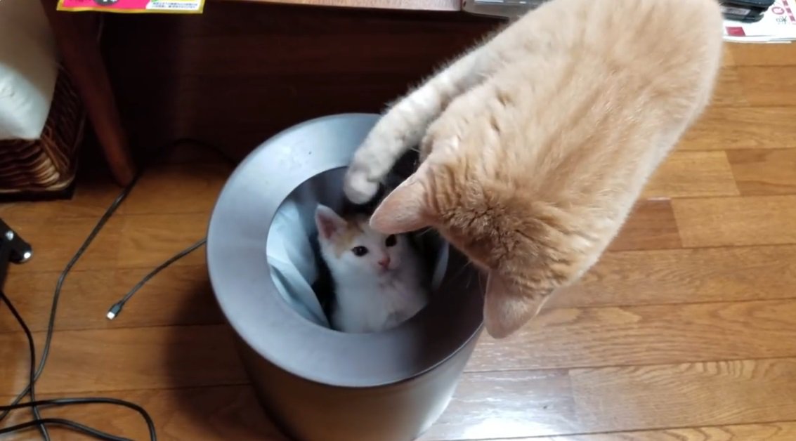 子猫を右手でつつく茶トラ猫