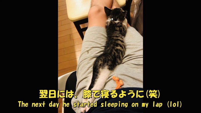飼い主さんの足の上で寝る仔猫