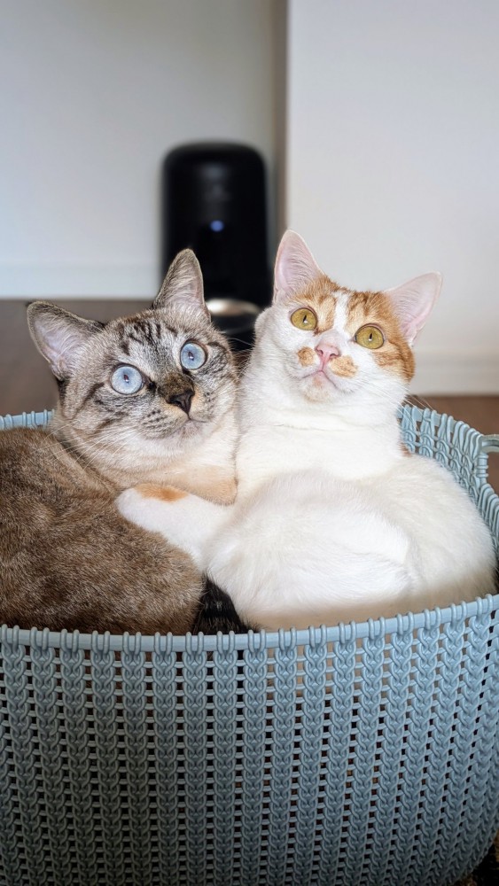 籠の中で抱き合う猫