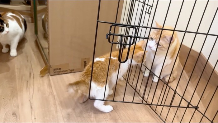 茶白猫に近寄る子猫