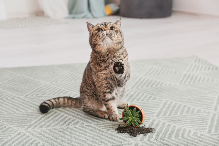 鉢植えを倒す猫