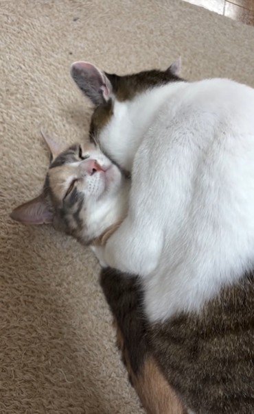 猫の上に馬乗りになっている猫