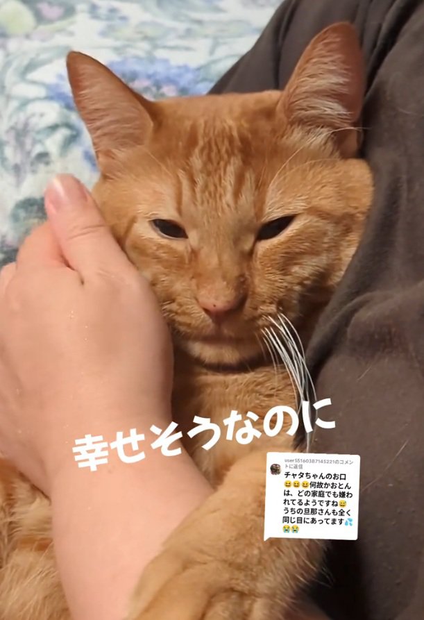 目を開ける猫