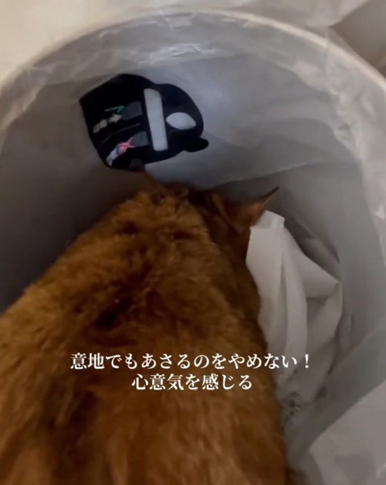 ゴミ箱に夢中な猫