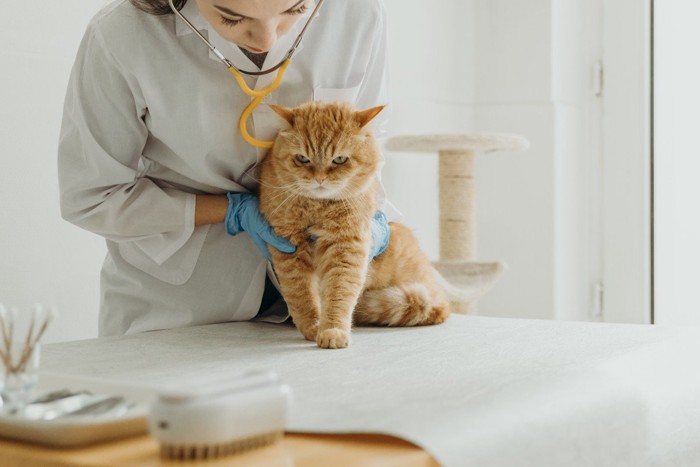 診察を受けるぽっちゃり茶トラ