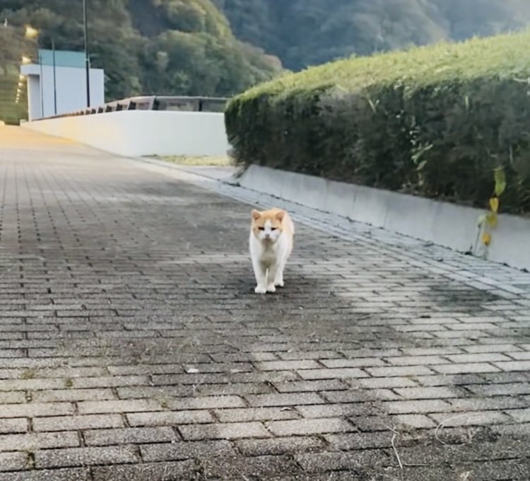 山奥で独りぼっちで佇む茶白猫