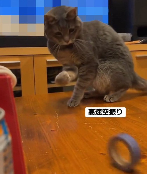 テープを見守る猫