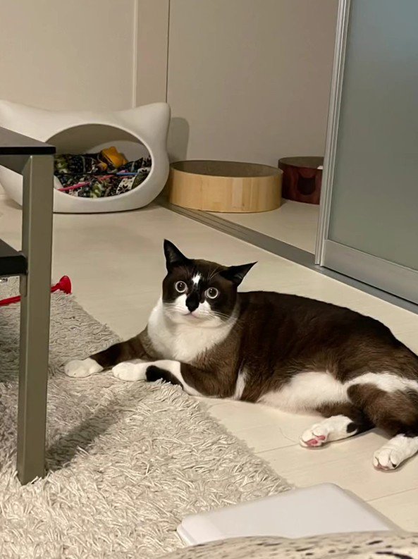 寝そべっているにぼしくん