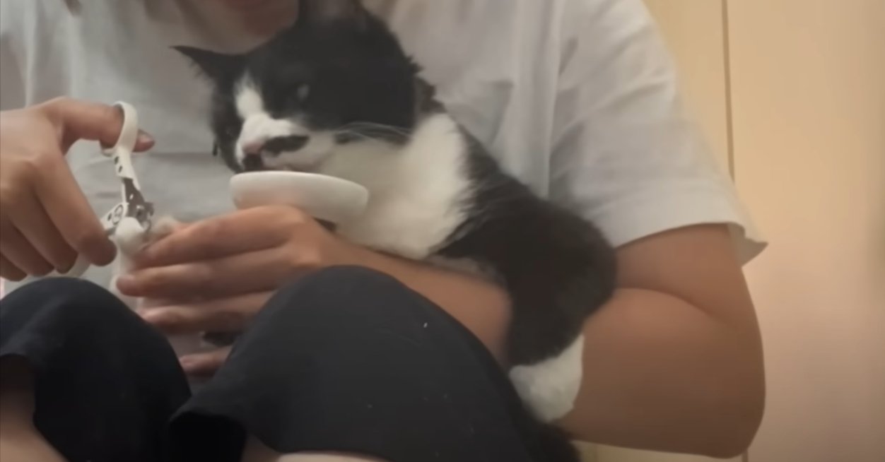 人に爪を切ってもらう猫
