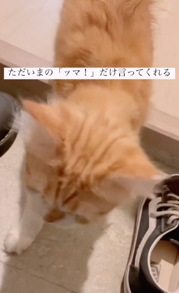 足元に近寄る猫