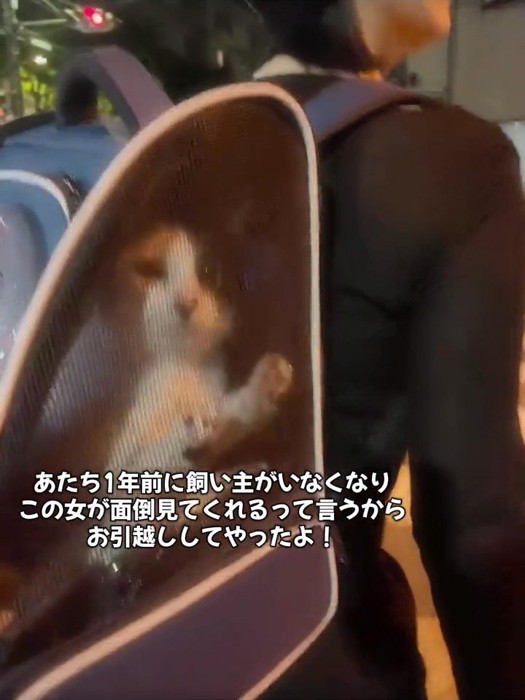 リュックの中にいる猫