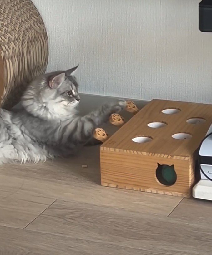 スイッチから手を離している猫