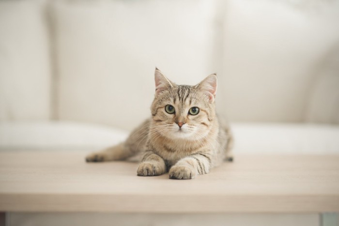 木の机の上で横座りする猫