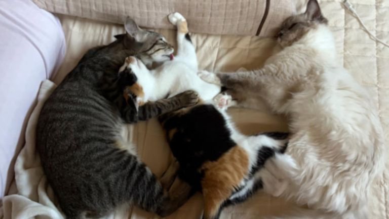 寝ている猫たち