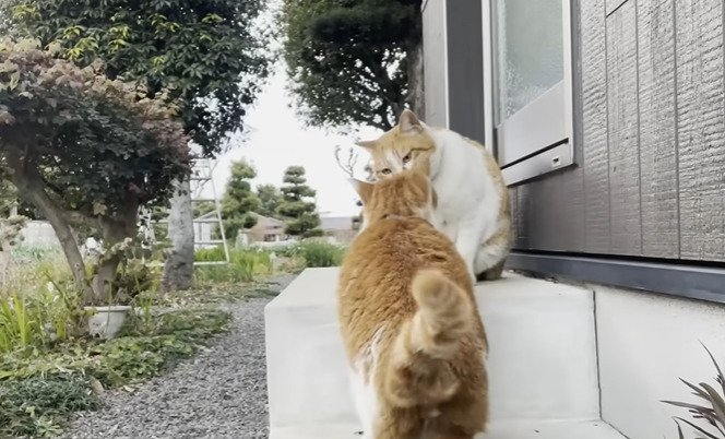 鼻チューする2匹の猫