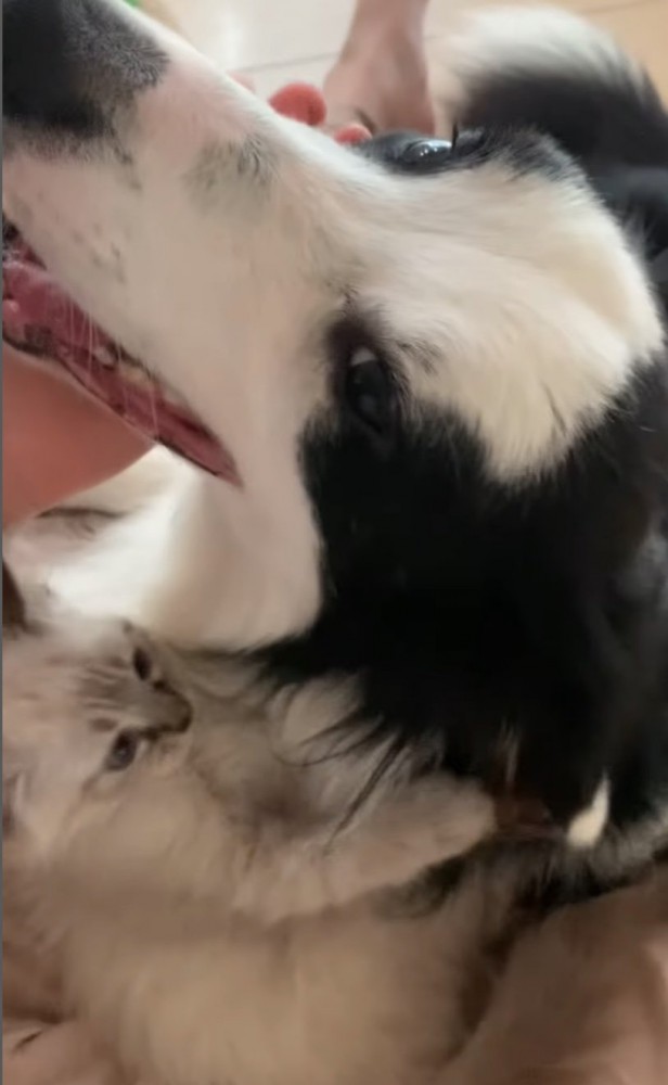 カメラ目線の犬