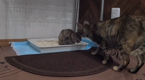 トイレで気張る子猫の顔を舐める母猫