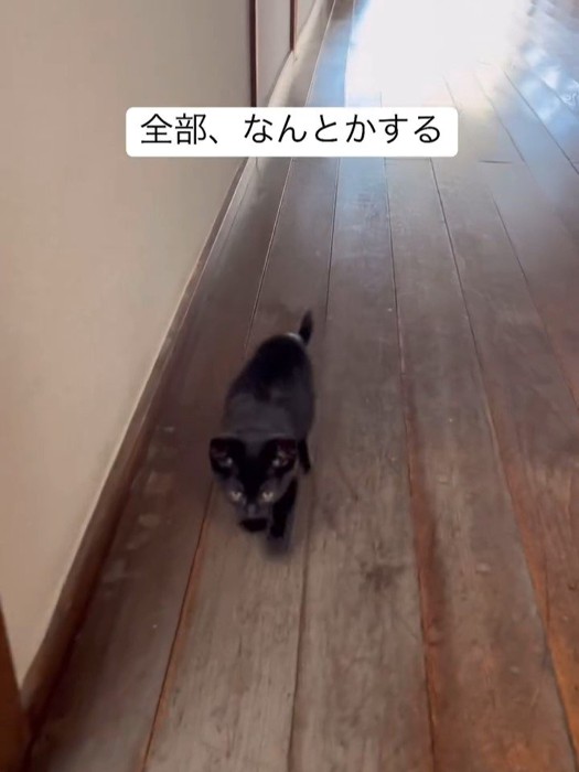 歩いて来る子猫の顔