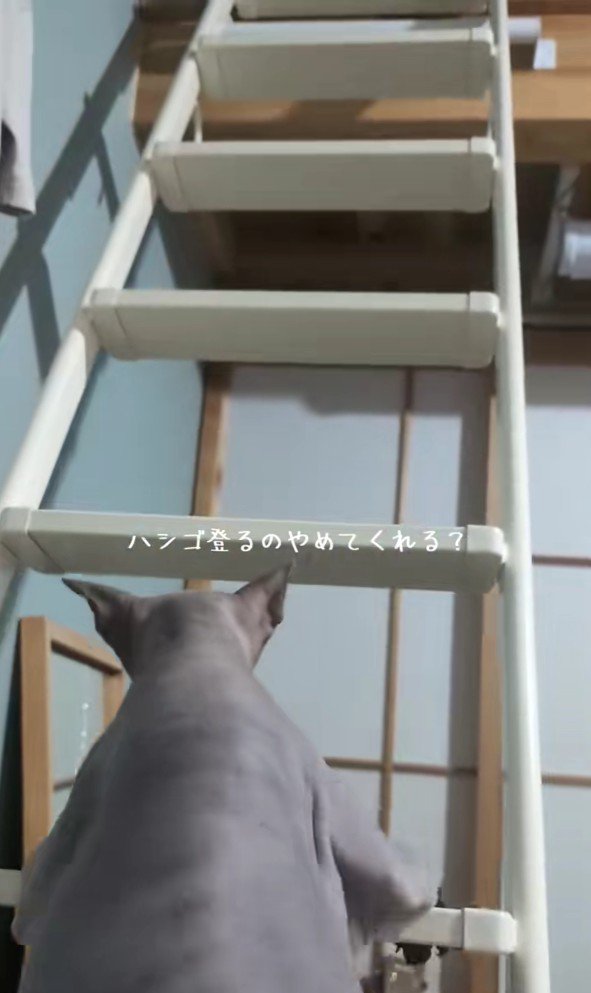 ハシゴを登るスフィンクス