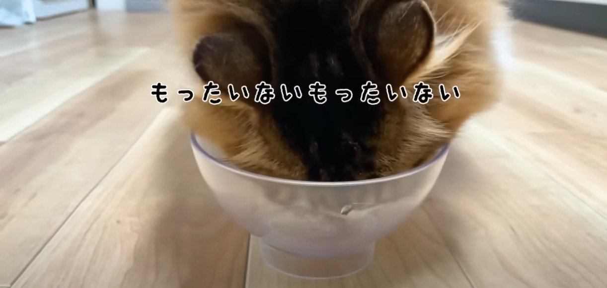 ごはんを食べる猫