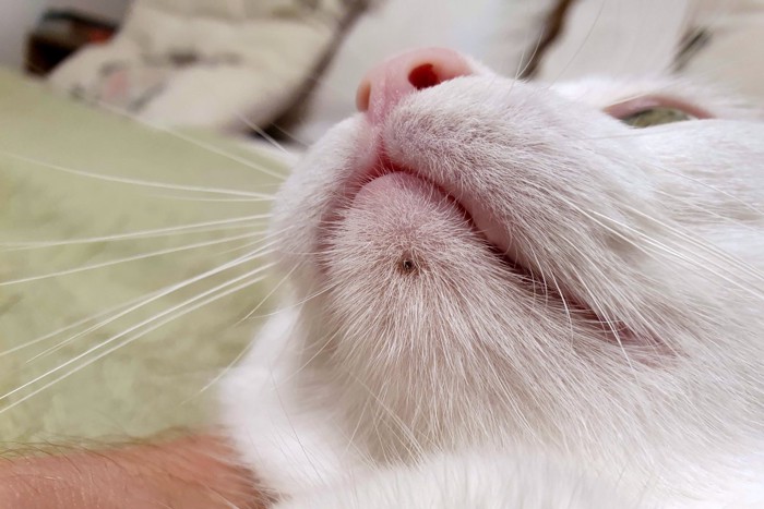 白猫のあごニキビ